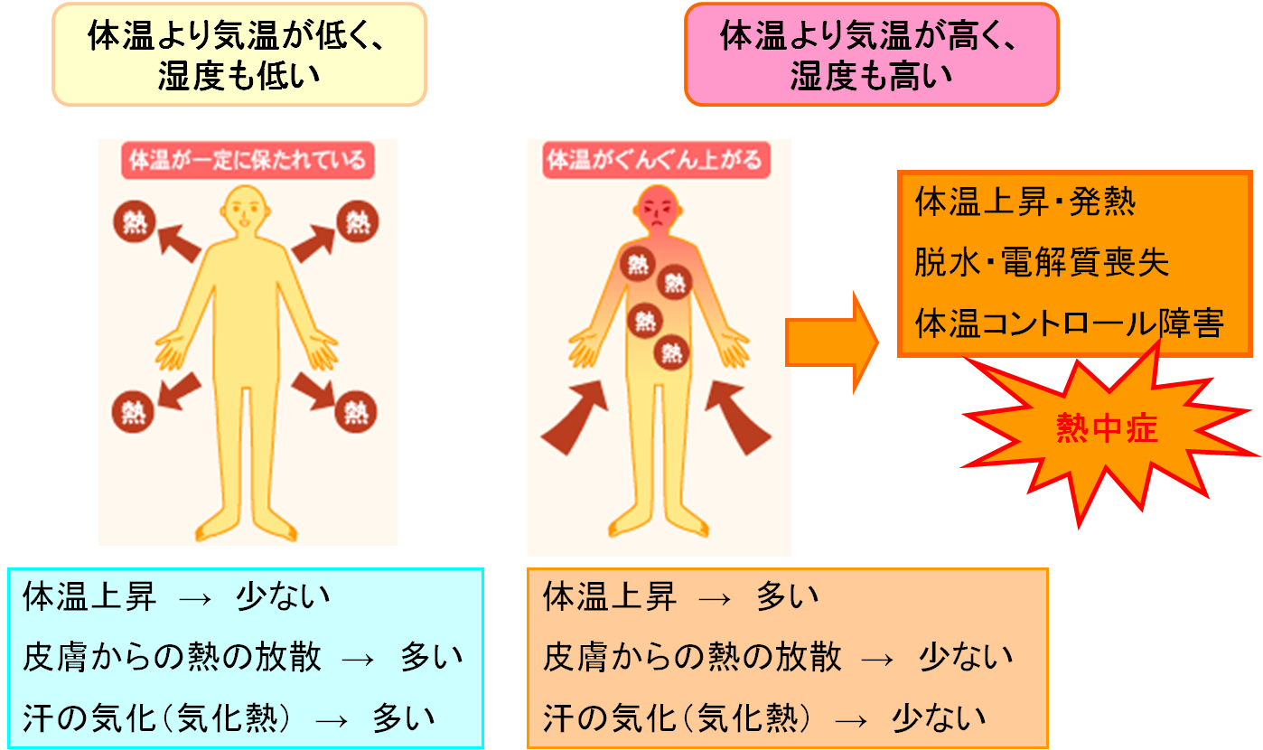 熱中症 - 山本労働衛生コンサルタント事務所